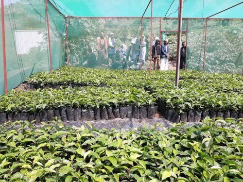 مشروع استبدال شتلات "القات" بالفواكة..محافظة شمالية كبرى تبدأ اولى خطوتها للتخلص من زراعة القات!