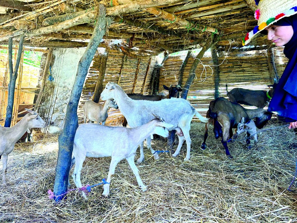 «سعيدة».. من العوز إلى الاكتفاء: حين يصل أثر التمكين الاقتصادي إلى أعالي الجبال