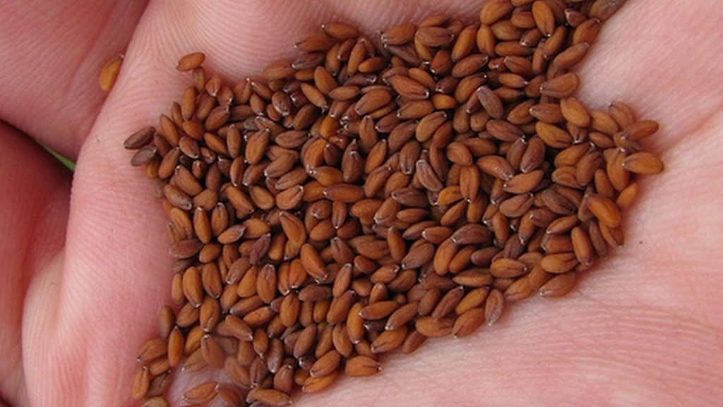 معجزة من الله .. هذه البذور الرهيبة تنسف الكرش وتحرق دهون البطن والأرداف في 3 أيام