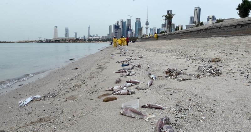 نفوق الأسماك على شواطئ الكويت