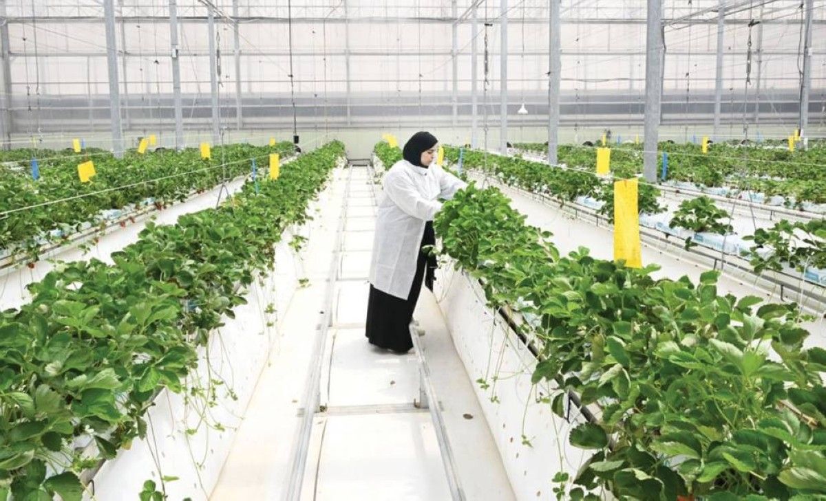 الزراعة في الإمارات.. استراتيجيات وطنية وتمكين مستدام