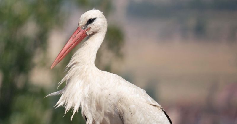 «حماية البيئة» تتعقب الطيور المهاجرة في تركيا