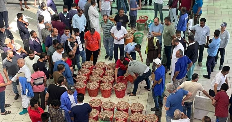 اتحاد الصيادين: وفرة في الروبيان المحلي.. والأسعار في متناول الجميع