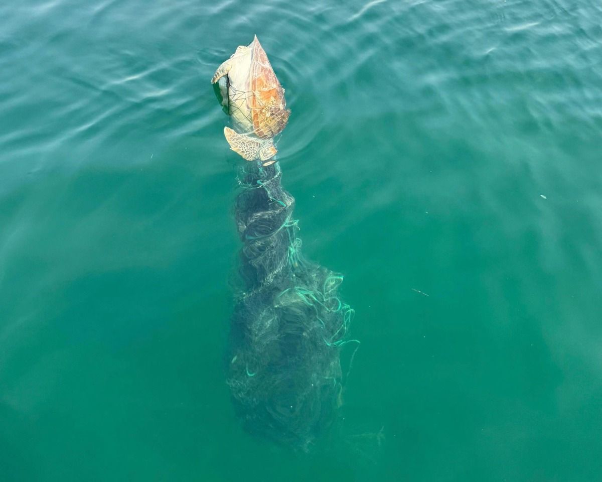 جهود قطرية متواصلة للحفاظ على التنوع البيولوجي