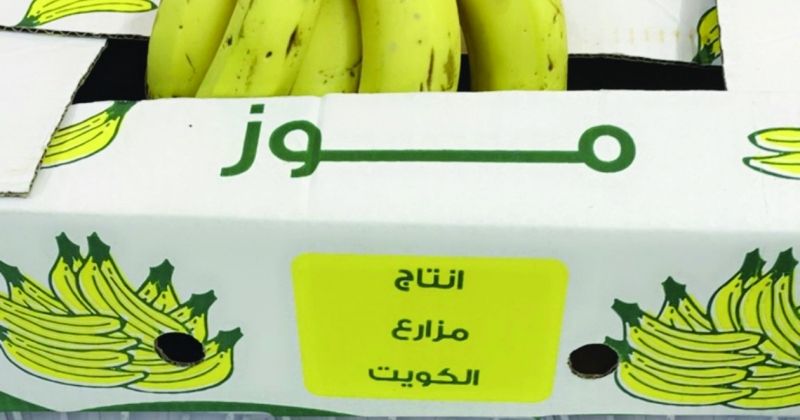 الموز الكويتي الفاخر... في الأسواق
