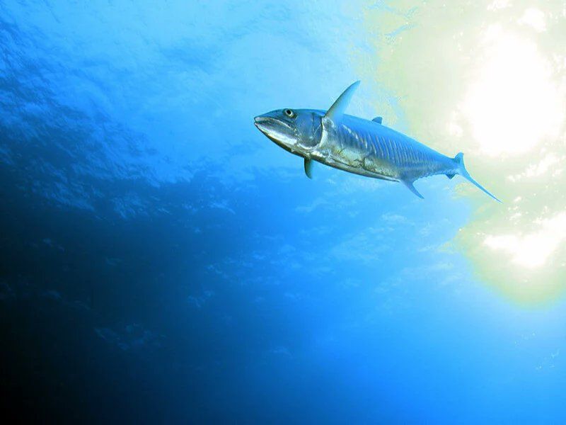 سمكة الكنعد.. ثروة بحرية بين جهود الحماية ومساعي الاستدامة