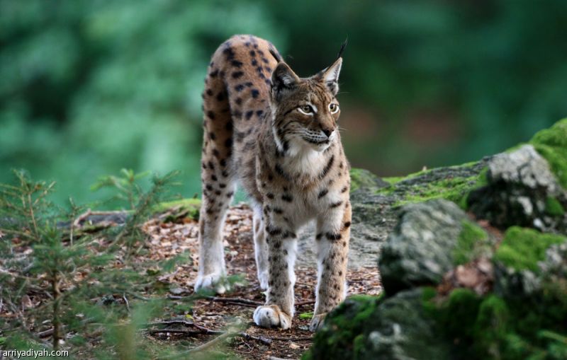 الوشق.. لقب منتخب مقدونيا ورمز بلاده المهدد بالانقراض