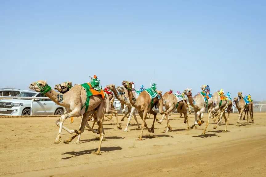مهرجان ولي العهد للهجن 2025.. ”عجيب” يتوَّج والسعودية تتصدر المشهد