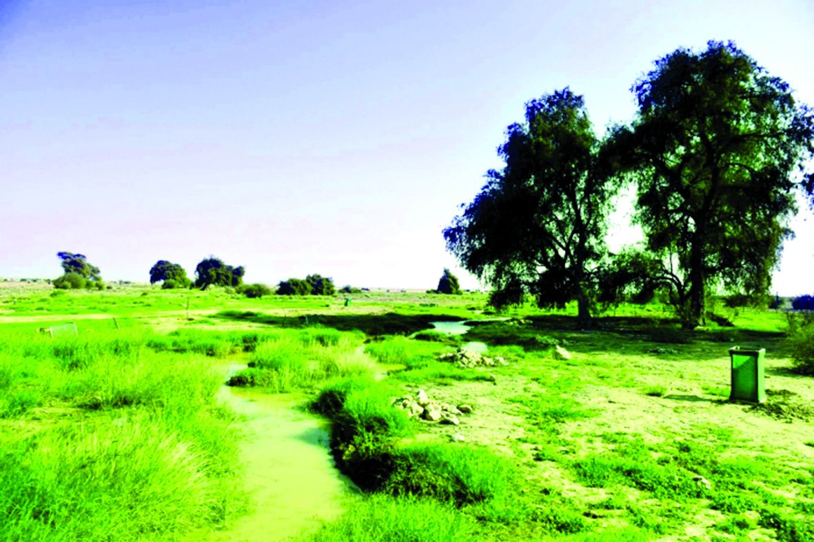 تدعم الجهود الدولية بهذا الاتجاه.. قطر تتبنى التزاماً راسخاً باستدامة البيئة