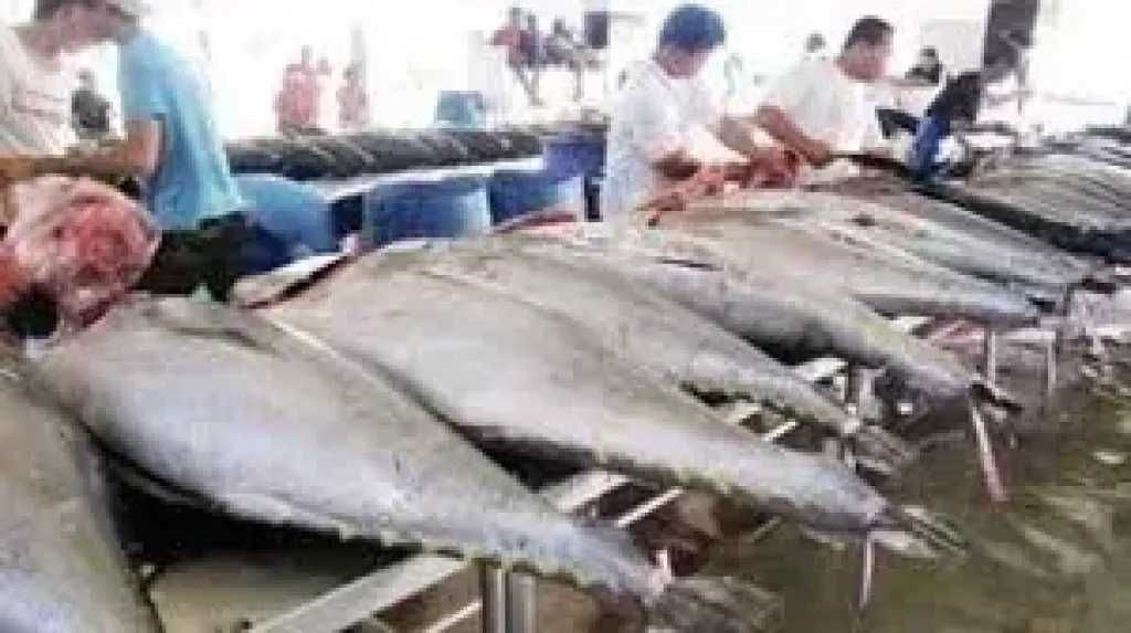 استقرار أسعار الأسماك في الأسواق السعودية الأربعاء 17 سبتمبر 2025