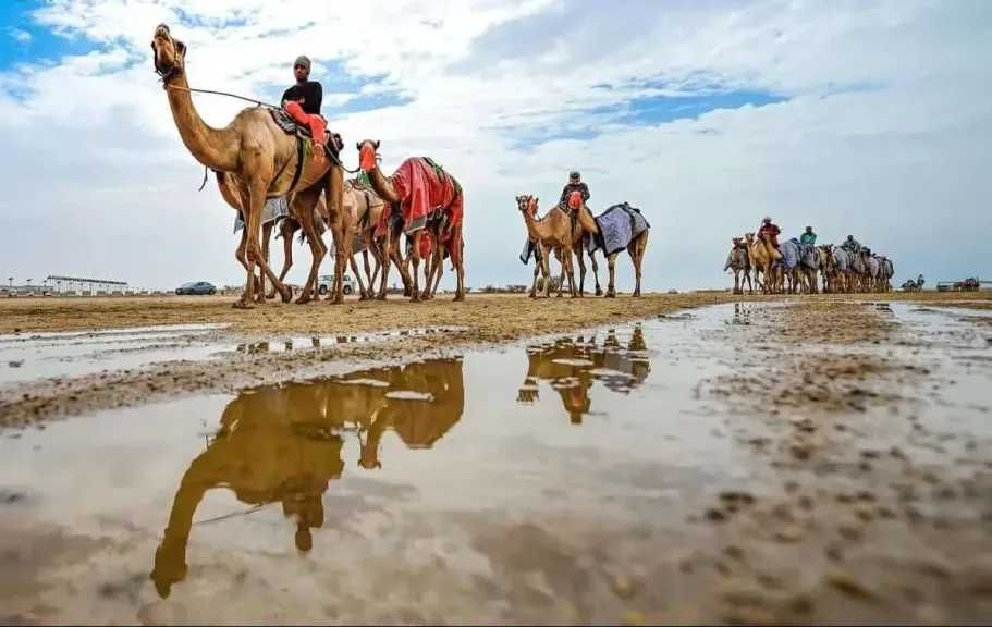 مزاد الهجن الفريد بمعرض الصقور السعودي 2025 يطلق ثورة تراثية واقتصادية غير مسبوقة