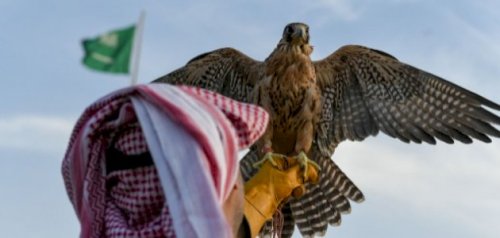 صادم: 41 مليون ريال ثروة خفية من الصقور السعودية في 5 سنوات فقط!