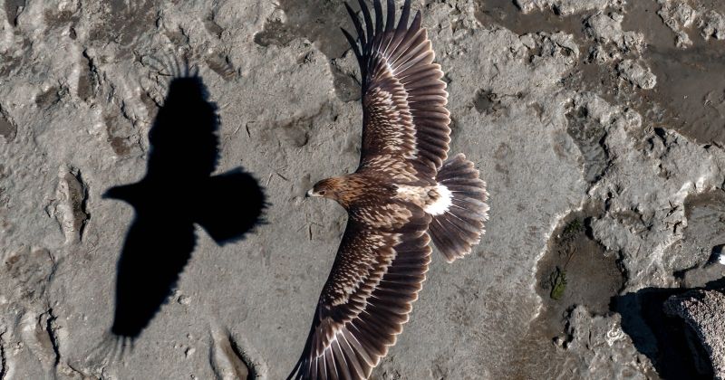 مهدي غلوم يحصد جائزتين في مسابقة سيينا للتصوير الفوتوغرافي