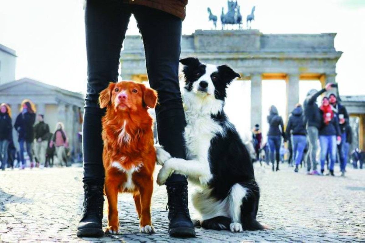إيرادات قياسية لضريبة امتلاك الكلاب في ألمانيا