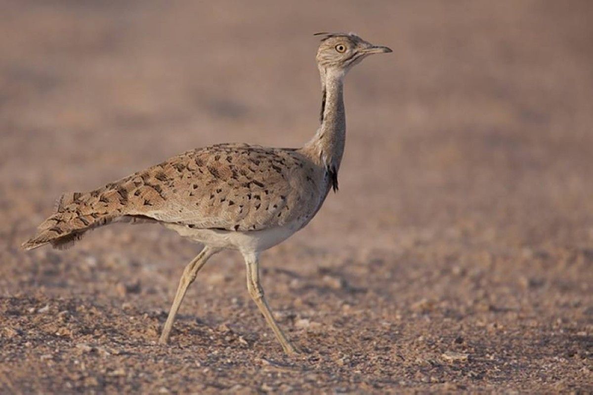 «تنفيذي رأس الخيمة» يصدر قراراً بشأن أجهزة صيد الطيور والحيوانات