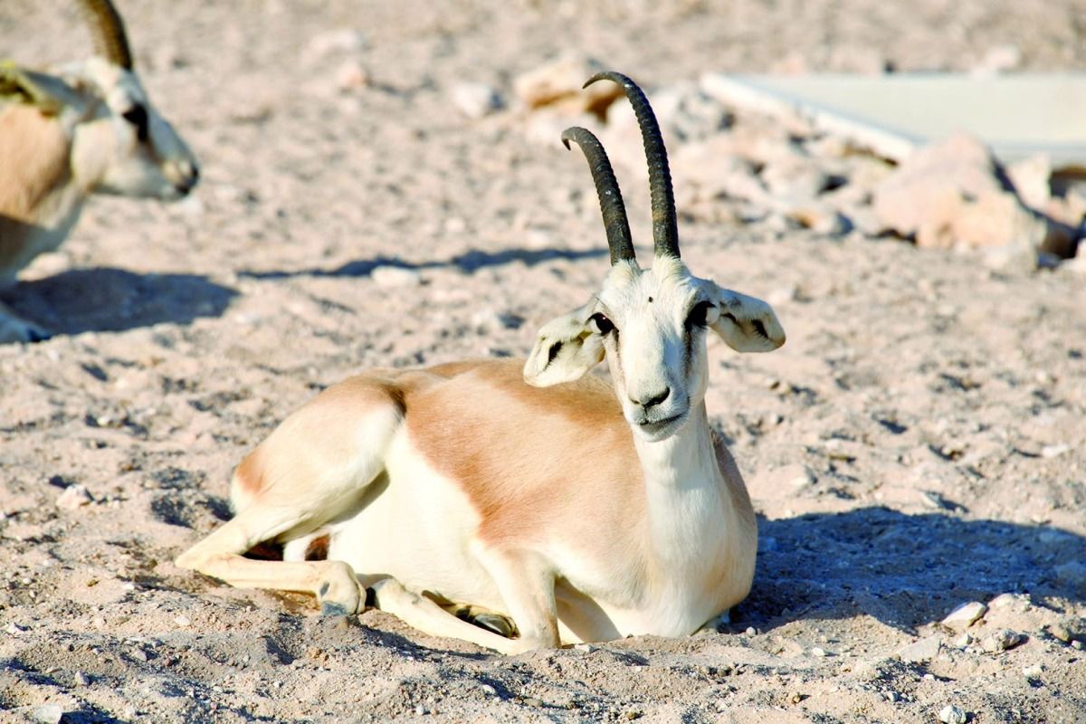 بيئة متكاملة تعكس ثراء الطبيعة القطرية.. محمية الريم نموذج وطني لحماية البيئة وتحقيق الاستدامة