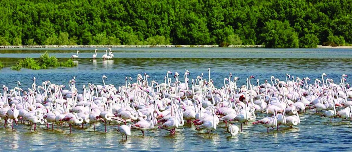 50 محمية برية وبحرية في الإمارات مع نهاية 2024