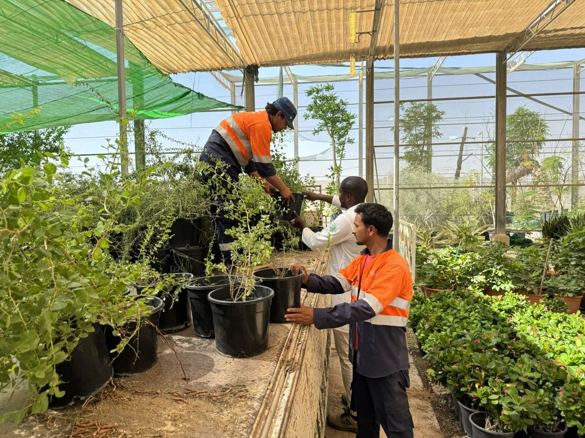 حديقة القرآن النباتية توزّع خمسة آلاف شجرة برية دعماً لاستدامة الغطاء النباتي في قطر