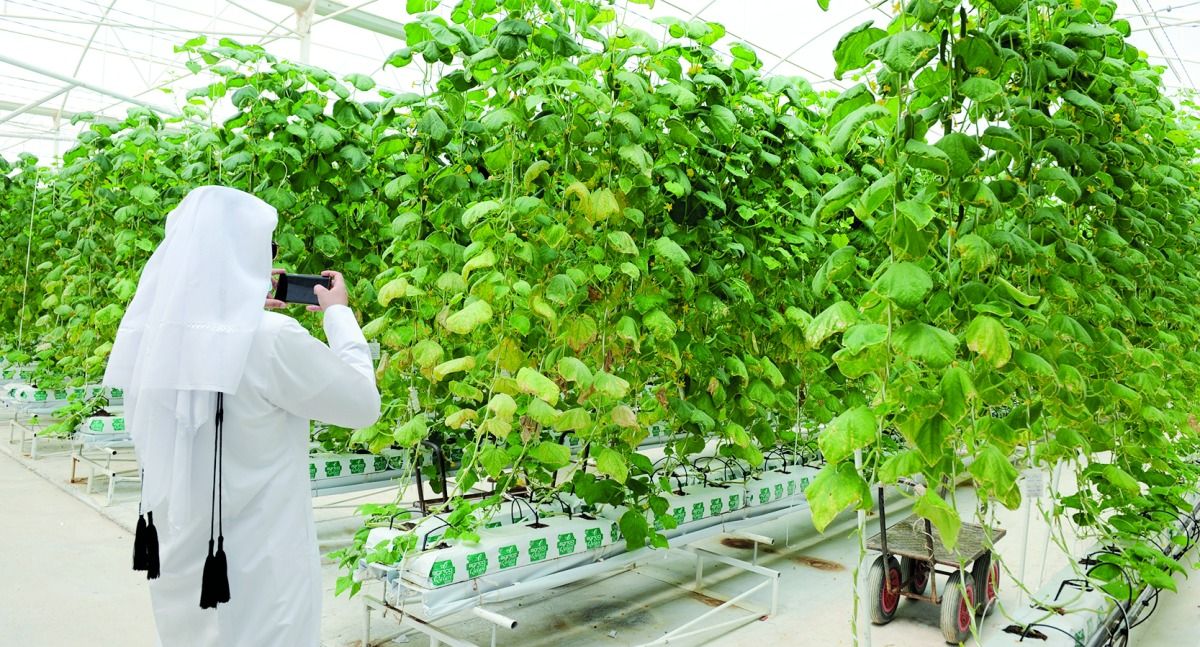 حققت ارتفاعاً في نسبة إنتاج الخضراوات.. «البلدية» تنجح في تشغيل 950 مزرعة