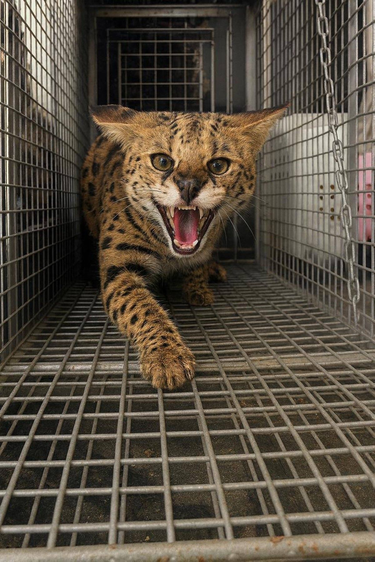 شرطة دبي تتسلّم حيوانا خطراً من نوع "قط السرفال" من أحد الأفراد