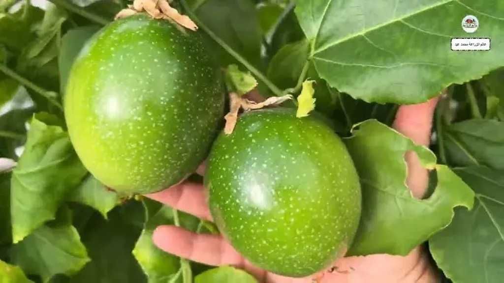 شجرة واحدة تنتج عشرات الكيلوغرامات.. طفرة في زراعة الباشن فروت في المنازل بمصر والسعودية