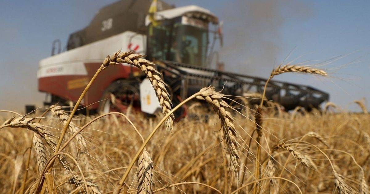 أكبر مصدر للقمح في العالم تخفض رسوم تصديره إلى الصفر