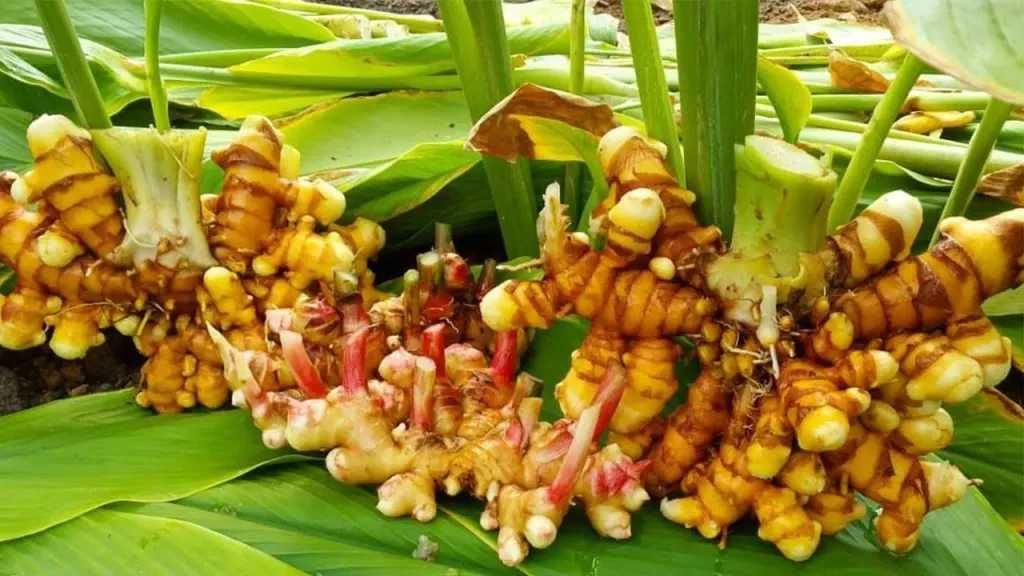 نجاح زراعة الكركم في تبوك.. مكاسب كبيرة للزراعة السعودية