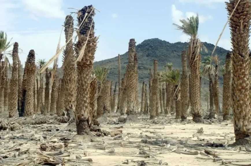 السعودية تعيد رسم مسار العالم في مواجهة الجفاف والتصحر