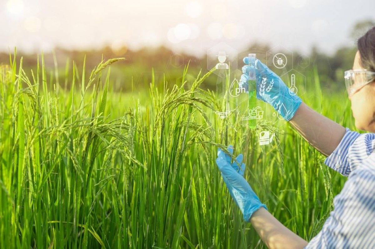 أرخص وأكثر إنتاجاً.. اختراق علمي يقلب موازين زراعة الأرز