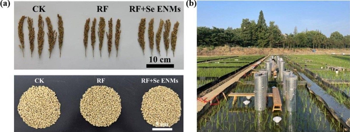 أرخص وأكثر إنتاجاً.. اختراق علمي يقلب موازين زراعة الأرز