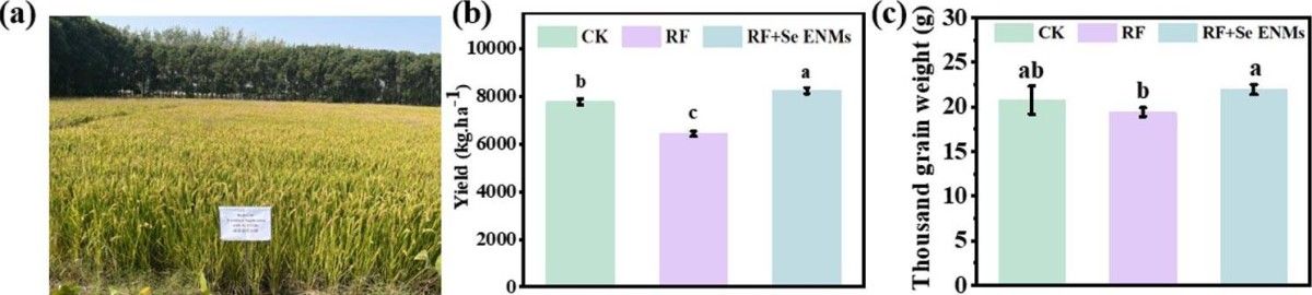 أرخص وأكثر إنتاجاً.. اختراق علمي يقلب موازين زراعة الأرز