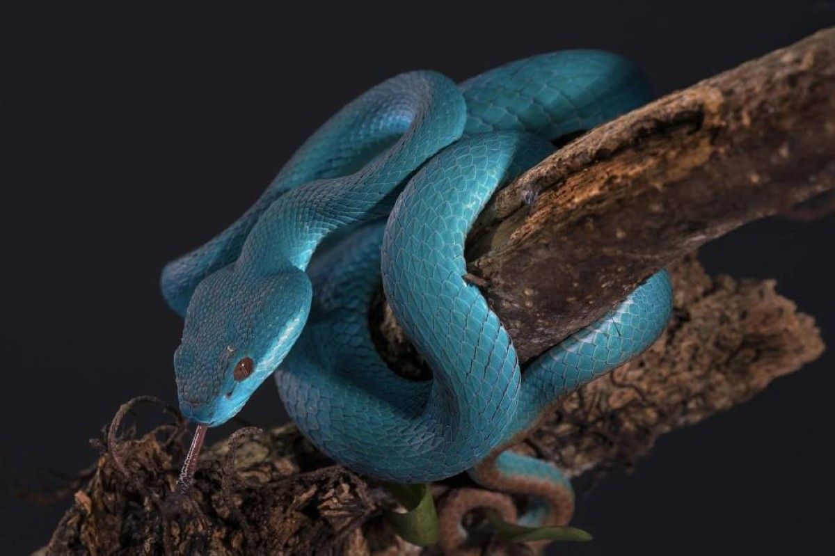 نزوة "اقتصاد المعجبين".. ثعبان ديزني يحظر المبيعات الصينية ويثير الرعب البيولوجي!!