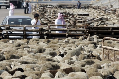 غرامات تصل إلى 10 آلاف ريال على ملاك الإبل والمواشي في السعودية.. قرار صارم لحماية الطرق ومنع الحوادث