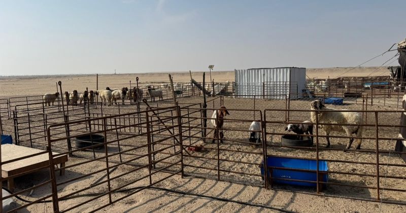 «البيئة»... تُحمّر العين بوجه الرعي الجائر والإضرار بالتربة