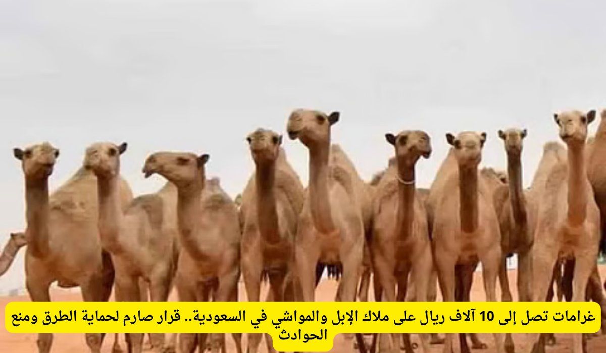 غرامات تصل إلى 10 آلاف ريال على ملاك الإبل والمواشي في السعودية.. قرار صارم لحماية الطرق ومنع الحوادث