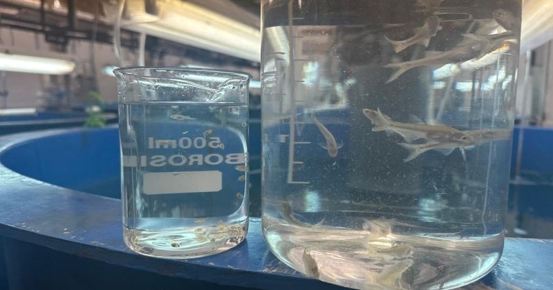 إنتاج وطرح 5.9 طن أسماك «سيباس» و500 كيلو «شيم»... من «استزراع الأبحاث»