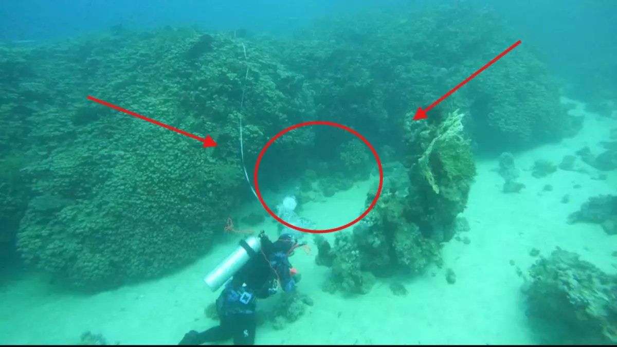 اكتشاف كنز لا يوجد له مثيل في العالم بباطن البحر في السعودية .. والبهجة تدخل على جميع المواطنيين!