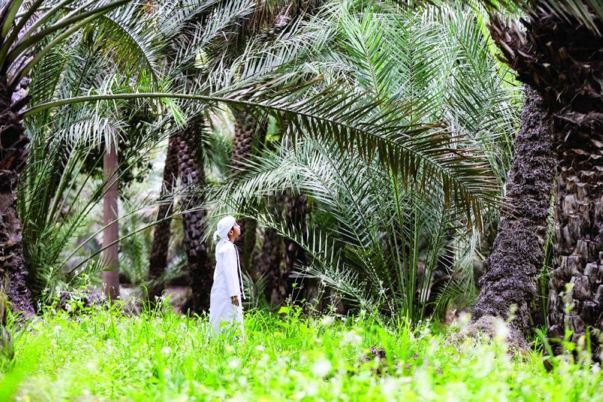 الواحات الخضراء.. إرث ثقافي وبيئي يعزز السياحة المستدامة