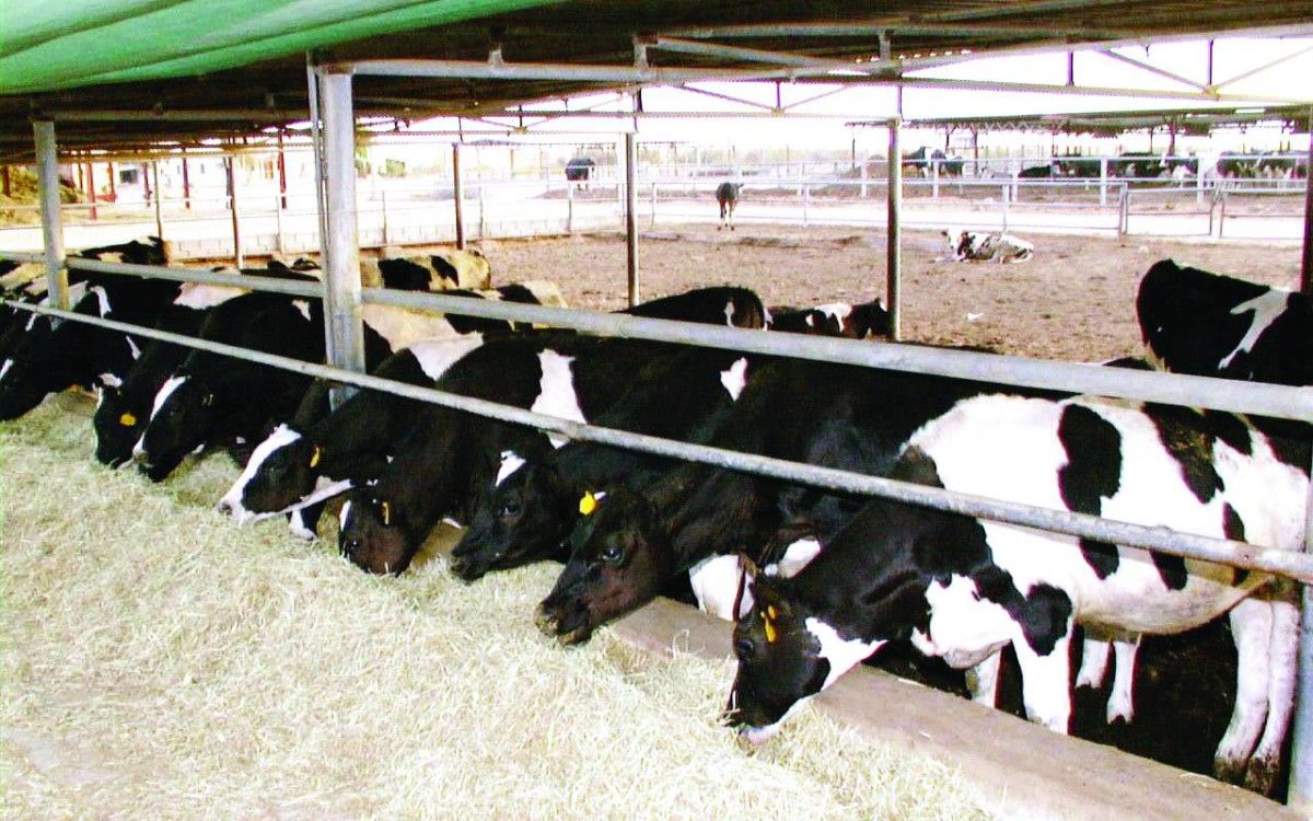 74 مزرعة إنتاج حيواني لدعم منظومة الأمن الغذائي