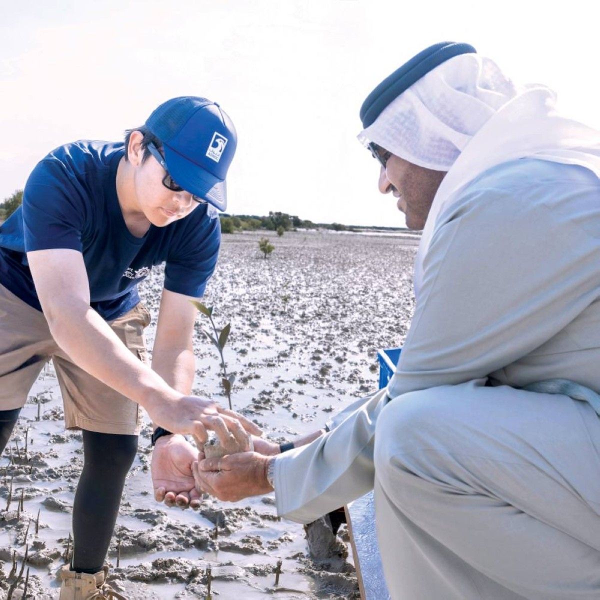 «أدنوك» تزرع 5 ملايين شجرة قرم وتحقق 50 % من المستهدف