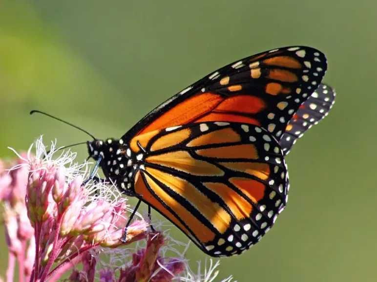 سر فراشة الملك في السعودية.. هجرة مدهشة وألوان تحميها من المفترسات