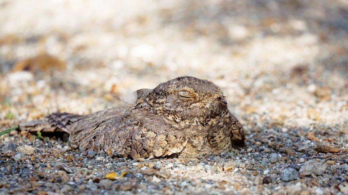 «وادي الوريعة» تسجل عودة طائر السّبَد المصري بعد 5 سنوات من الغياب