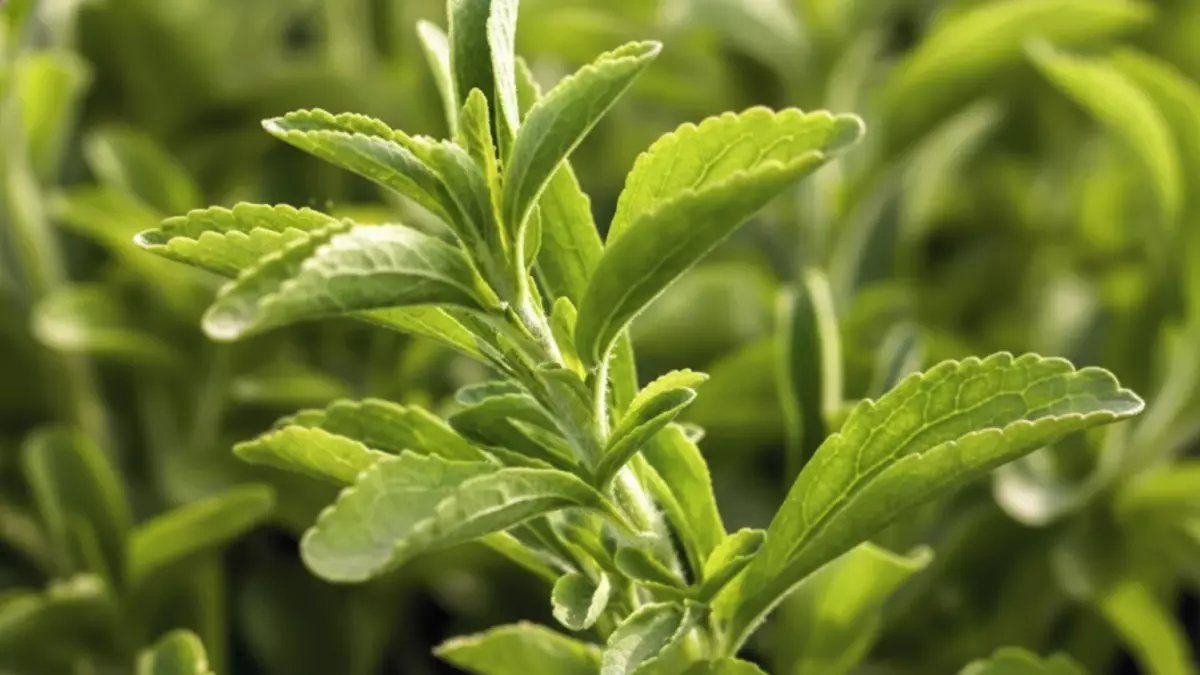 حصري: نجاح زراعي صادم في السعودية… نبات واحد قد يُلغى السكر للأبد - العثور على كنز في نجران!