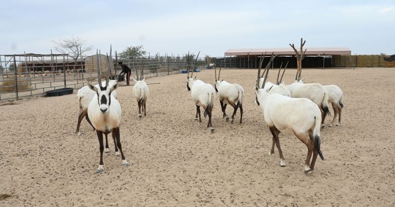 ... راعي الغزلان