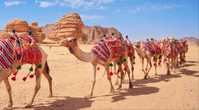 عاااجل جواز سفر للإبل وزير البيئة والمياه والزراعة يوضح الأهداف من جواز السفر للإبل