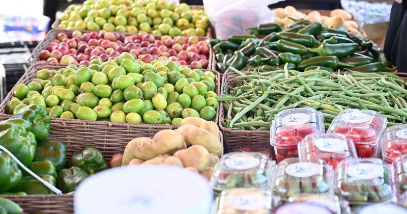 200 ألف زاروا «كشتة» خلال 17 يوماً