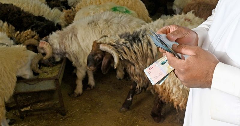 أسعار الذبائح... تشتعل