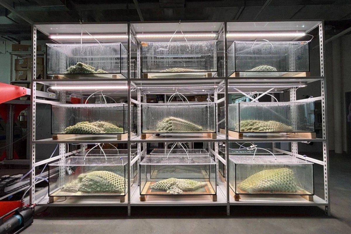 نهاية عصر الخرسانة.. جدران حية تنمو وتتنفس وتمتص الكربون