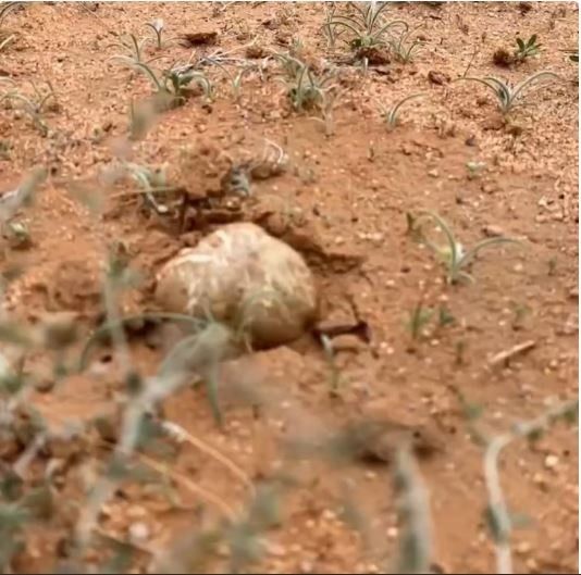 عاجل وحصري.. بداية ظهور الفقع في هذه الاماكن في الرياض وهنا دليلك الشامل لانواع الفقع واسعارها وطريقة الحصول عليها