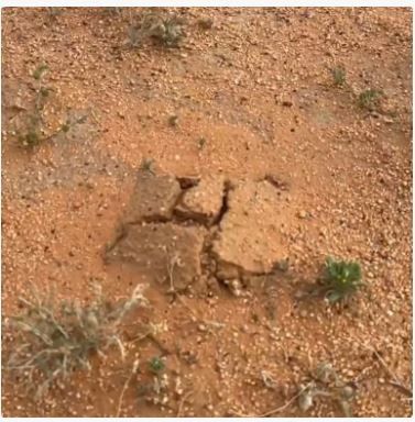 عاجل وحصري.. بداية ظهور الفقع في هذه الاماكن في الرياض وهنا دليلك الشامل لانواع الفقع واسعارها وطريقة الحصول عليها